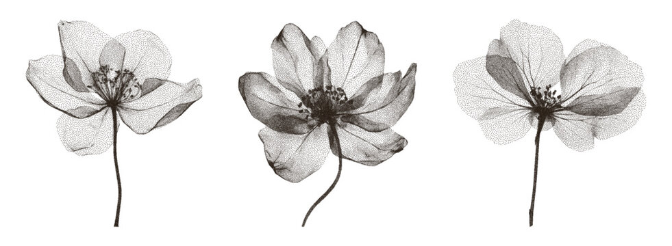 Vintage style herbarium plant set with X-ray effect. Trendy grunge style flowers. Texture in the form of vector points.