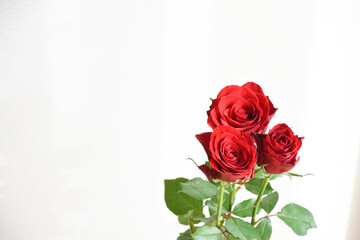 赤い薔薇