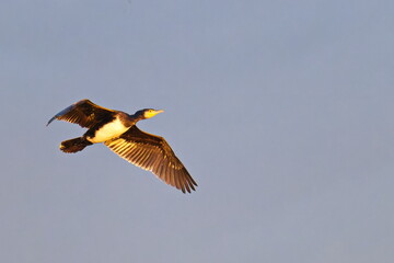 Kormoran im Flug in Schweden im Herbst
