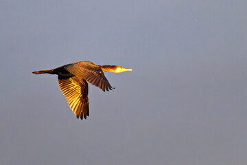 Kormoran im Flug in Schweden im Herbst