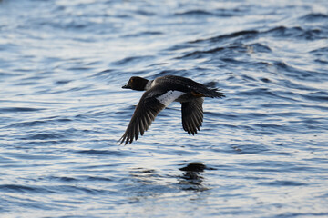 duck in flight over the sea