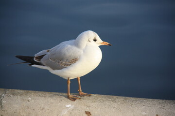Mouette au bord du lac