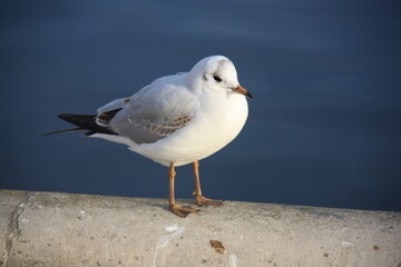 Mouette au bord du lac