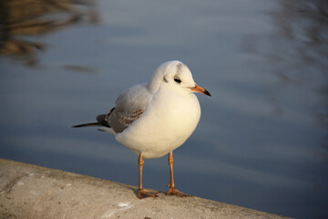 Obraz premium Mouette au bord du lac