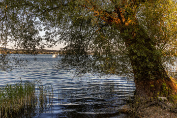 knorrige alte Weide am Seeufer auf der Insel Reichenau