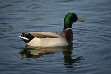 Anas platyrhynchos mâle