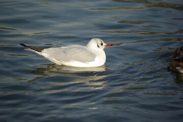 Mouette sur le lac