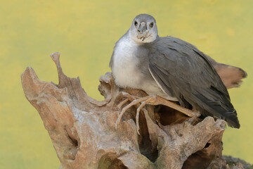 A white-breasted waterhen preys on a brown grasshopper. This long-legged bird has the scientific name Amaurornis phoenicurus.