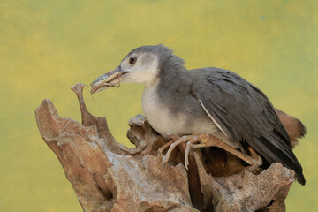 A white-breasted waterhen preys on a brown grasshopper. This long-legged bird has the scientific name Amaurornis phoenicurus.