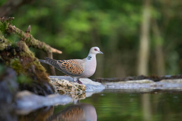 European turtle dove (Streptopelia turtur)