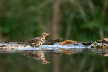 The song thrush (Turdus philomelos)