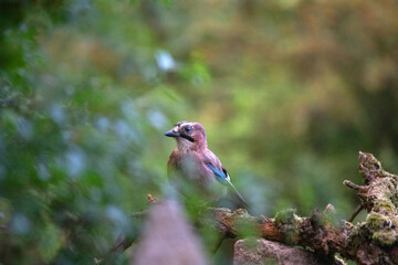 Eurasian Jay (Garrulus glandarius) on a branch in the forest