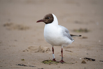 Black-Headed Gull Standing on Sandy Shore with Identification Bands