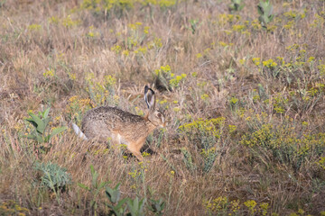 Beautiful wild european hare