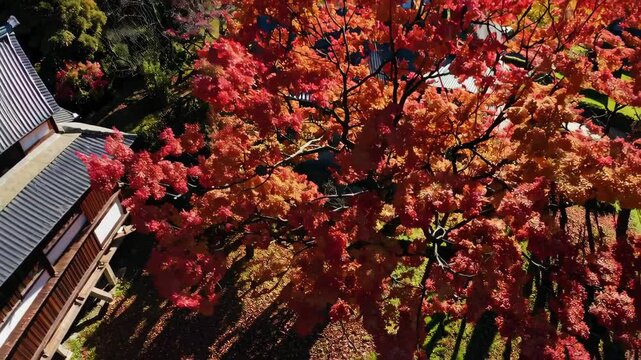 Aerial View of Shirakawa-go in Autumn: A Traditional Japanese Village Amidst Vibrant Foliage