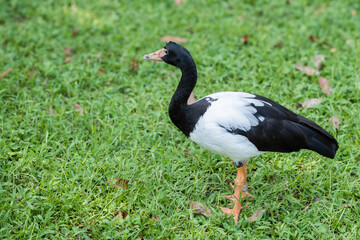 Magpie Goose or Anseranas semipalmata, a distinctive black-and-white waterbird with long legs and a bare, warty face, standing on lush green grass. Native to wetlands and swamps