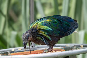 Nicobar Pigeon or Caloenas nicobarica, a tropical bird with iridescent green, blue, and bronze...