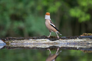 Hawfinch (Coccothraustes coccothraustes)