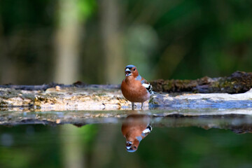 Beautiful songbird Common chaffinch in wildlife.