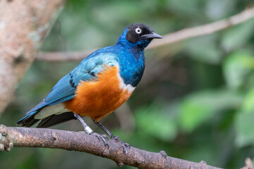 A Superb Starling or Lamprotornis superbus perched on a tree branch, displaying its iridescent blue, orange, and black plumage. Captured in a natural habitat with a blurred green foliage background