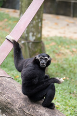 Obraz premium Black gibbon or Nomascus sitting on a tree trunk, holding onto a strap while eating. The primate gazes directly with a curious expression, surrounded by lush greenery. Vertical composition