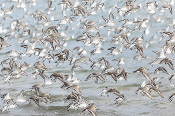 A flock of dunlin flight. Flock of waders flying over the Sea in British Columbia Canada.