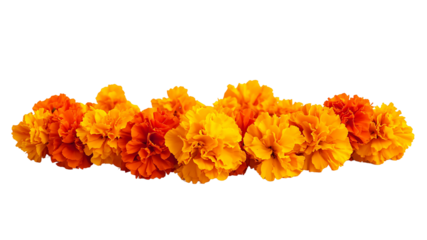 marigold flower