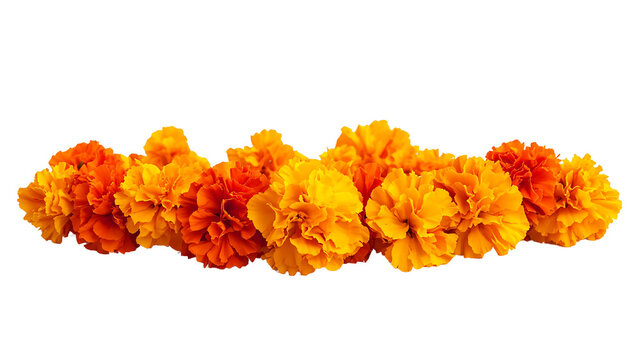 marigold flower