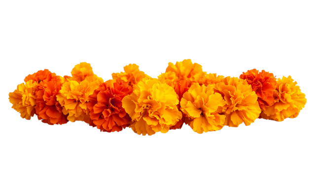 marigold flower
