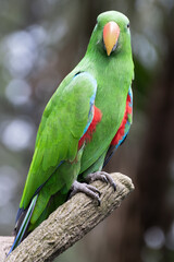 Eclectus parrot, Eclectus roratus, perched on a tree branch in a tropical rainforest. This bird has bright green plumage with red and blue accents, making it one of the most colorful parrots