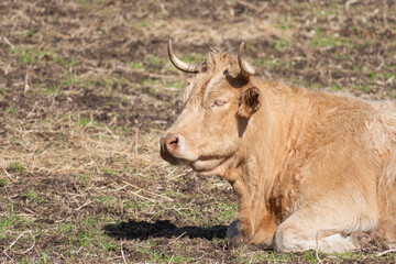 Valva - Mucca - Bovino