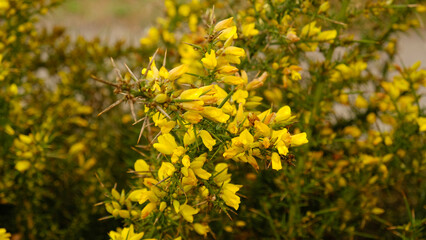 Close-up of blooming Gorse bush with bright yellow flowers and sharp spines. Wild flora - Ulex...