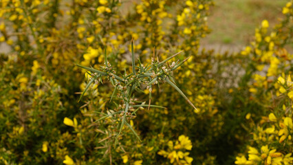 Close-up of blooming Gorse bush with bright yellow flowers and sharp spines. Wild flora - Ulex europaeus - grows along the Atlantic coast of Western Europe and in the Mediterranean.