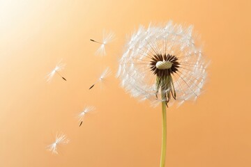 Delicate dandelion puff releasing seeds against soft orange back