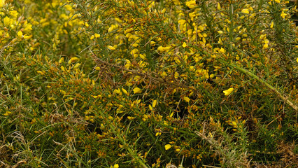 Close-up of blooming Gorse bush with bright yellow flowers and sharp spines. Wild flora - Ulex europaeus - grows along the Atlantic coast of Western Europe and in the Mediterranean.