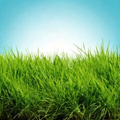 Obraz premium Fresh Green Grass Cutout for Design Projects