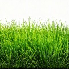 Obraz premium Lush Green Grass Isolated on White Background