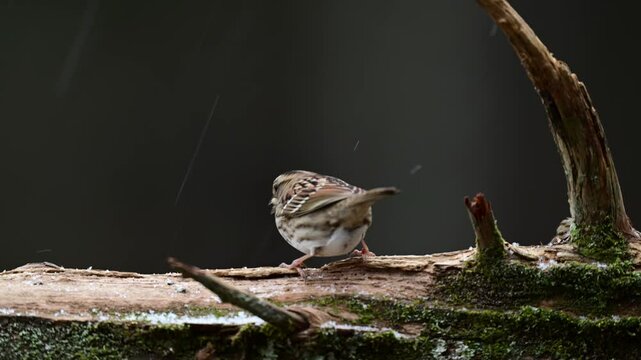 Sparrow and black-crested titmouse finding food on log in woods during snow