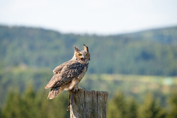 Great horned eagle owl, wildlife, raptor bird on a tree trunk, habitat, forest and meadow landscape