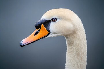 A close-up of a duck's head on a gray background