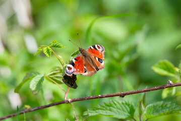 Peacock butterfly, Aglais io, insect in spring
