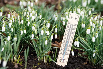 Thermometer with snowdrop flowers on a meadow, sunny day in spring, measure the temperature,...