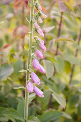 Tall foxglove plant with delicate purple bell-shaped flowers © HollyDPhotography