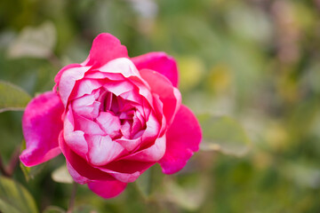 A beautiful pink rose in full bloom with delicate, layered petals
