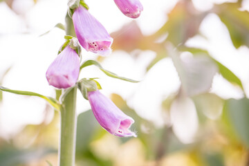 Close-up of delicate purple foxglove flowers blooming in soft light © HollyDPhotography