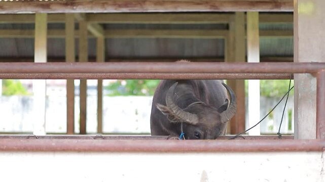 buffalo eating tied up on the farm