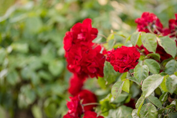 Many red flowers in garden
