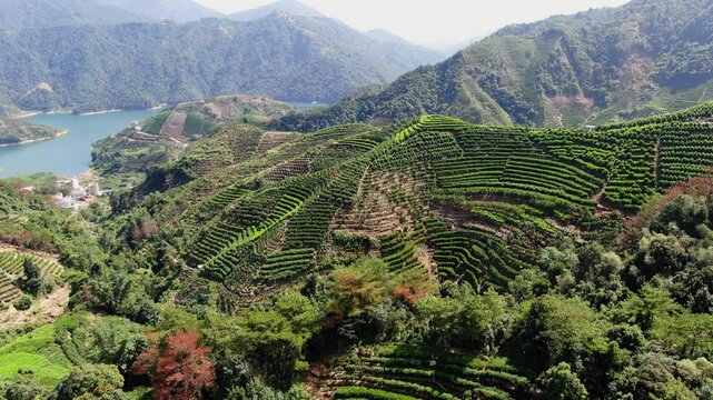 Experience the breathtaking aerial view of lush terraced vineyards spread across the countryside. Media
