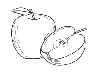 Obraz premium Hand-drawn apple sketch illustration with fine lines and shading. Detailed, vintage-style etching perfect for packaging, prints, and digital design