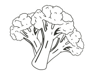 Hand-drawn broccoli sketch illustration. Vintage-style etching, perfect for packaging, prints, menus, and digital designs.